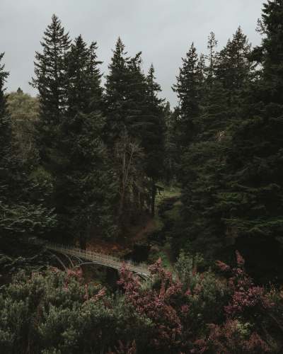 creepy house green trees on brown wooden bridge during daytime women